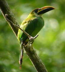 Emerald Toucanet